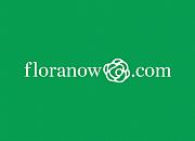 花卉B2B平台Floranow获300万美元A轮融资